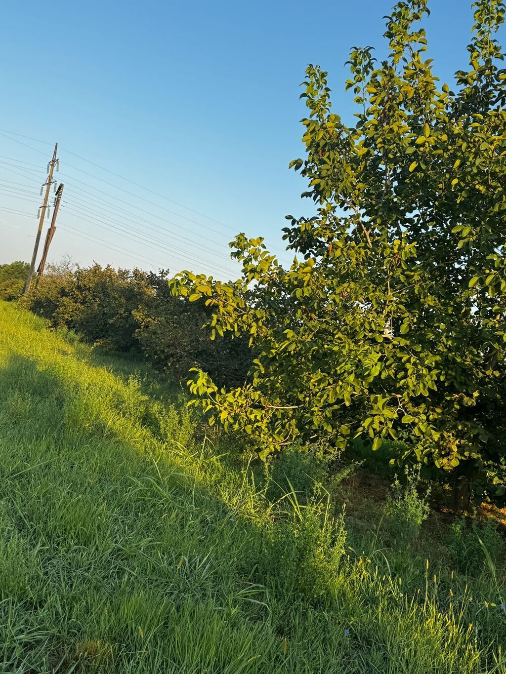 237 sot, Kənd təsərrüfatı, Mülkiyyətçi, Kupça (Çıxarış) — Torpaq, Xırdalan (9)