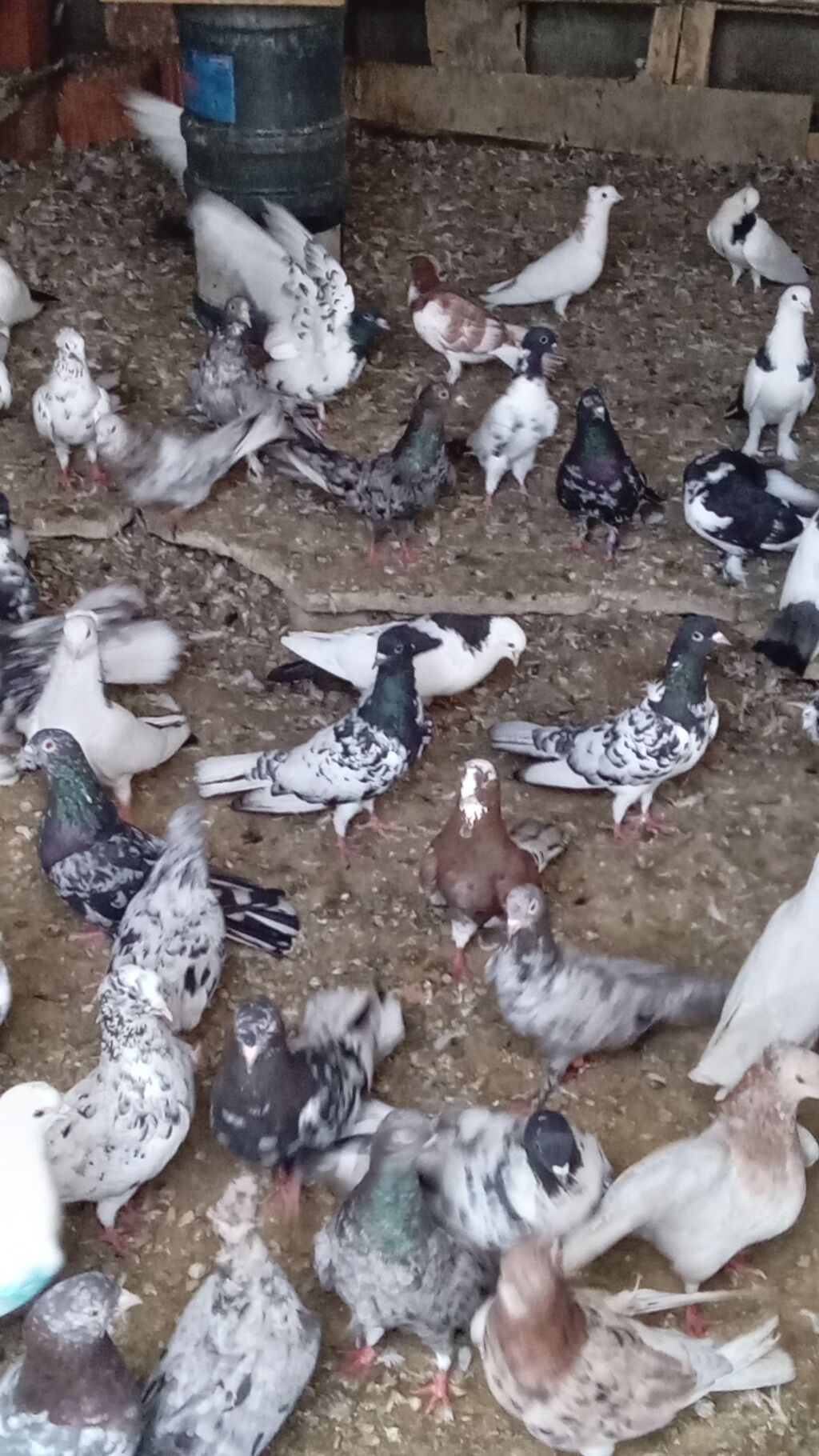 Tərgitmə quşlardı kom satılır 100 yaxın göyərçindi hamısı seçmə — Quşlar, Bakı (10)