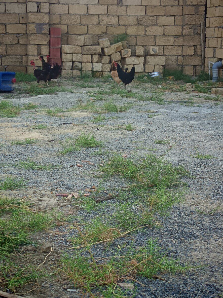 Toyuqlar — Quşlar, Sumqayıt (4)