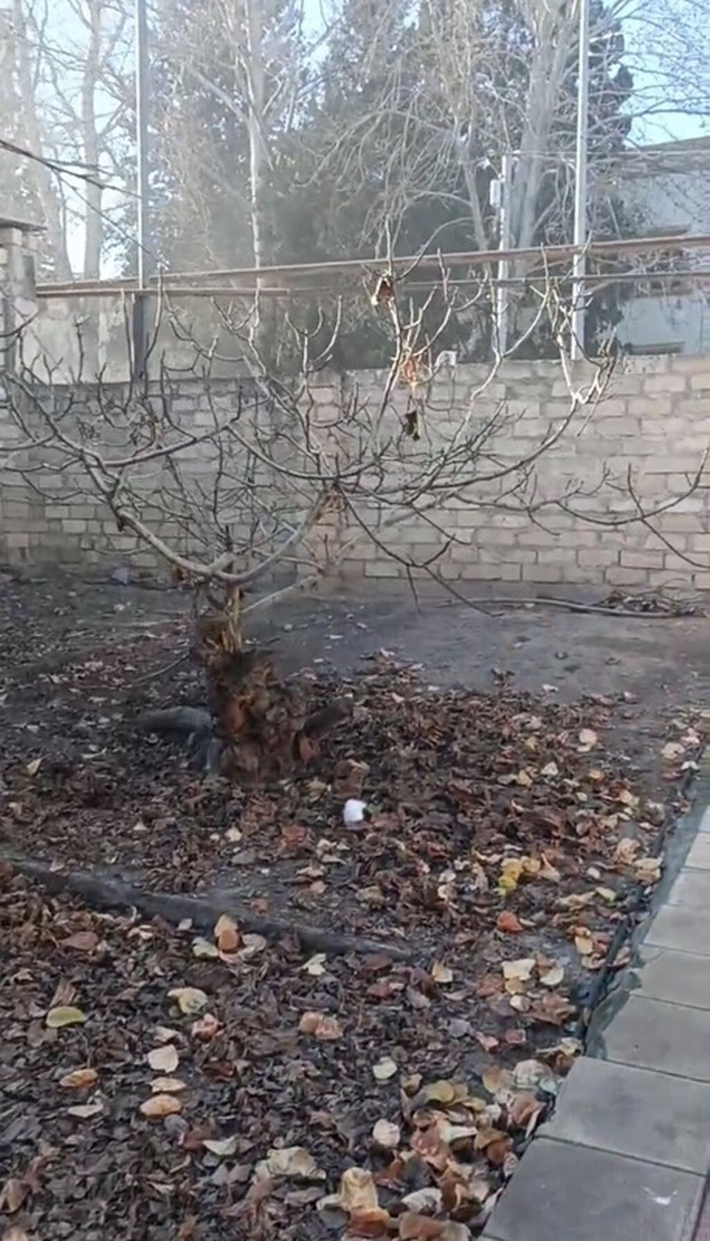 Kənd təsərrüfatı, Makler, Kupça (Çıxarış) — Torpaq, Gəncə