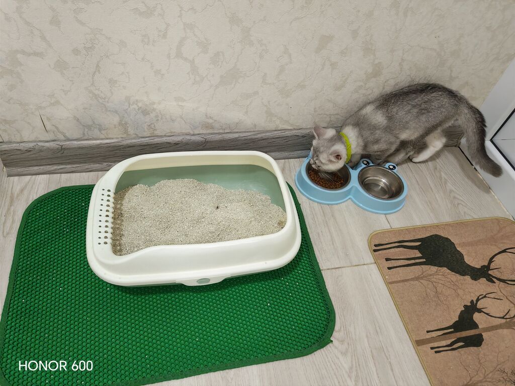 Şinşilla, Erkək, Yaxşı əllərə, Pulsuz çatdırılma — Pişiklər, Digah (6)