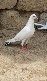 Orta qara quyrug erkey — Quşlar