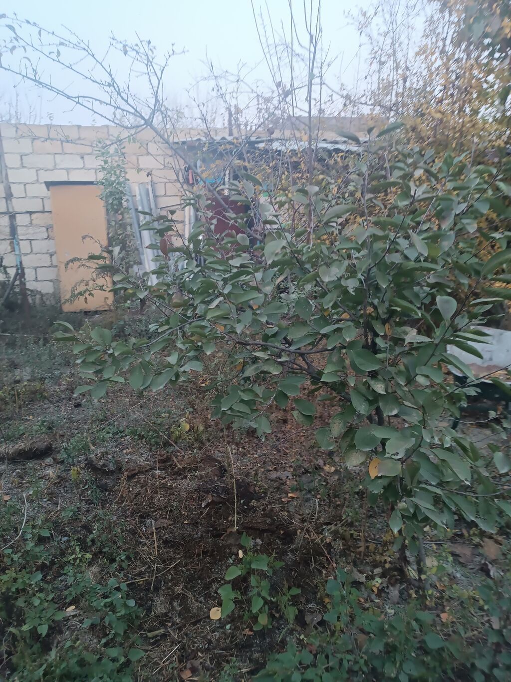 8 otaq, 90 kv. m, Orta təmir — Daşınmaz əmlak, Mingəçevir (10)