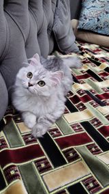 Britan, Erkək, Ünvandan götürmə — Кошки
