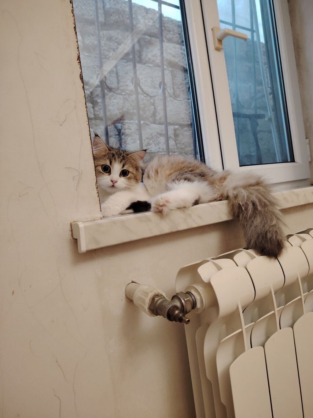 Dişi, Yaxşı əllərə — Pişiklər, Bakı