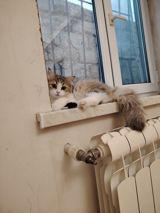 Dişi, Yaxşı əllərə — Кошки