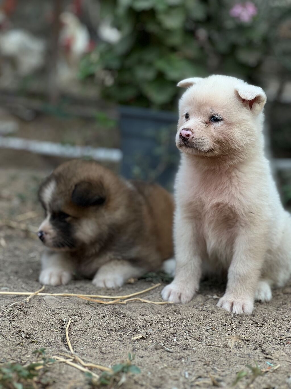 Cins:Akita uni (şirin, toppuş, orta-böyük ölçü qrupuna aid) Rənglər — Heyvanlar, Digah (6)