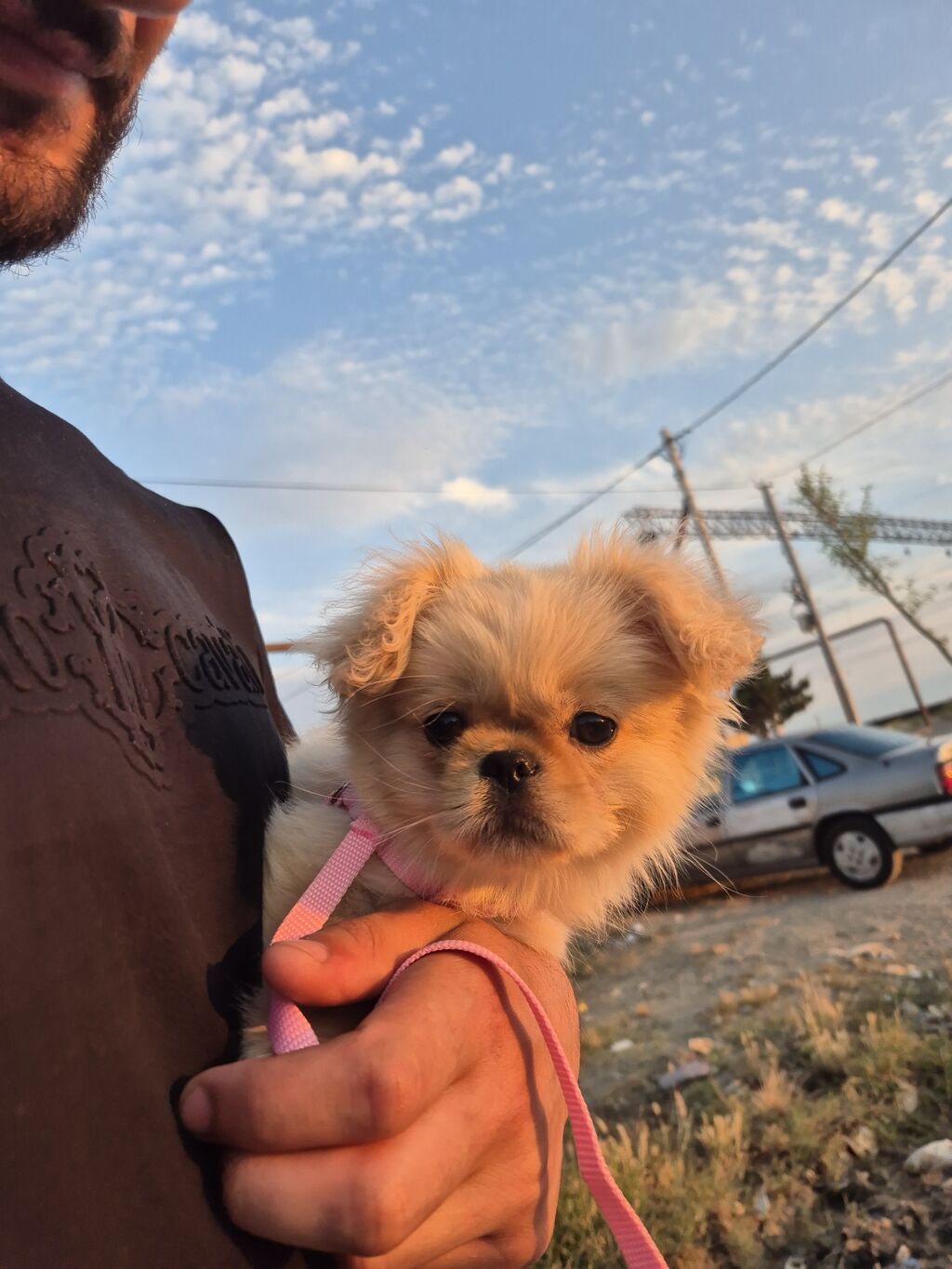 Pekines, 5 ay, Dişi, Peyvəndli — Heyvanlar, Bakı (3)