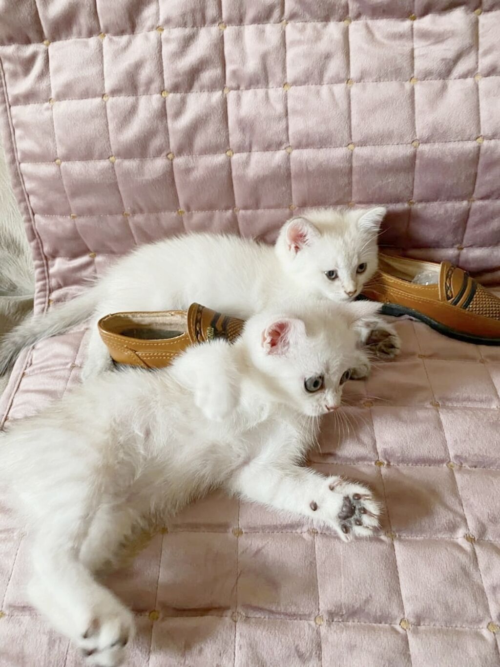 Şinşilla, Erkək, Dişi, Yaxşı əllərə, Ünvandan götürmə, Pulsuz çatdırılma — Pişiklər, Bakı (7)