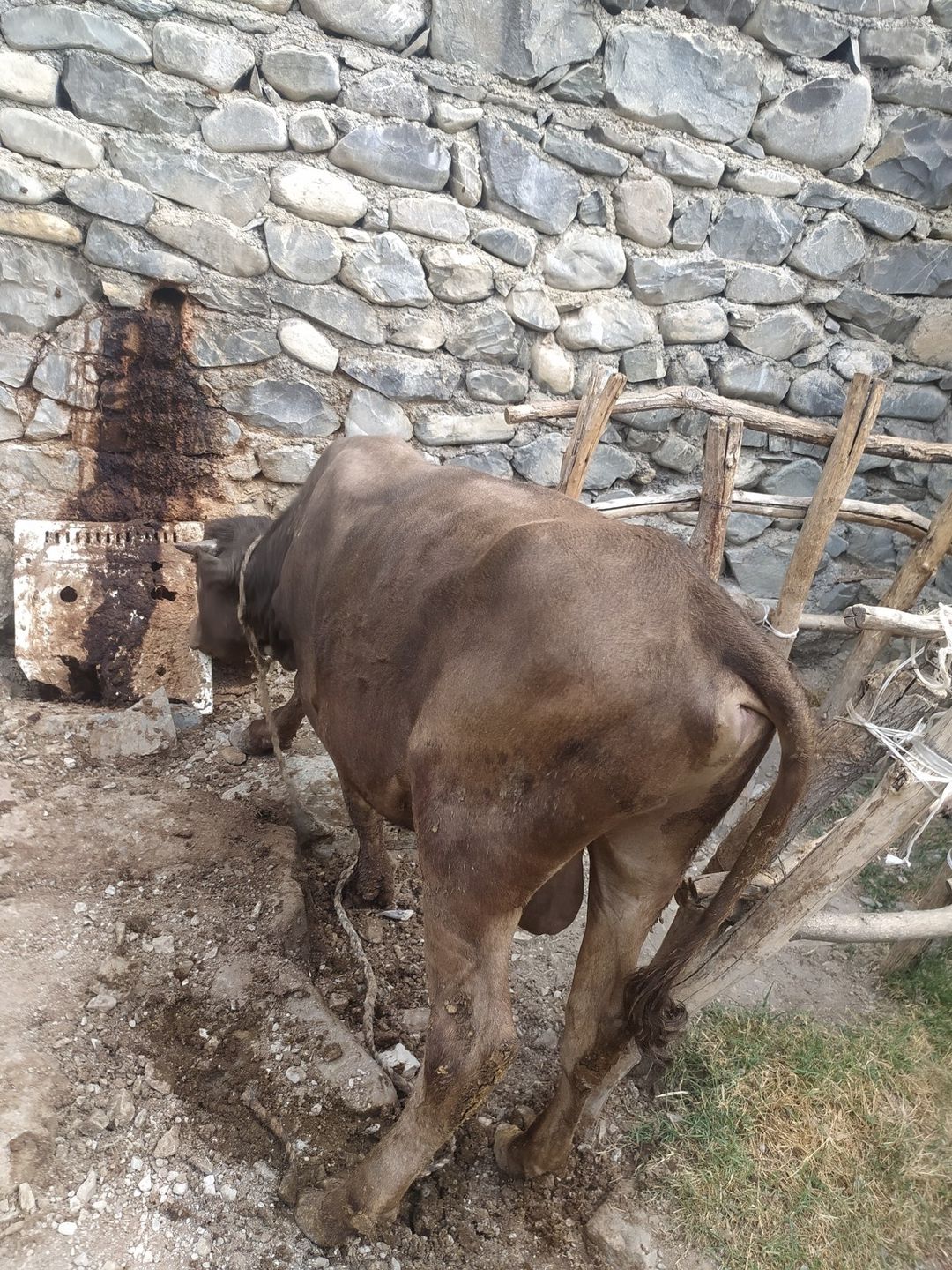 Dana — Heyvanlar, Şəki (2)