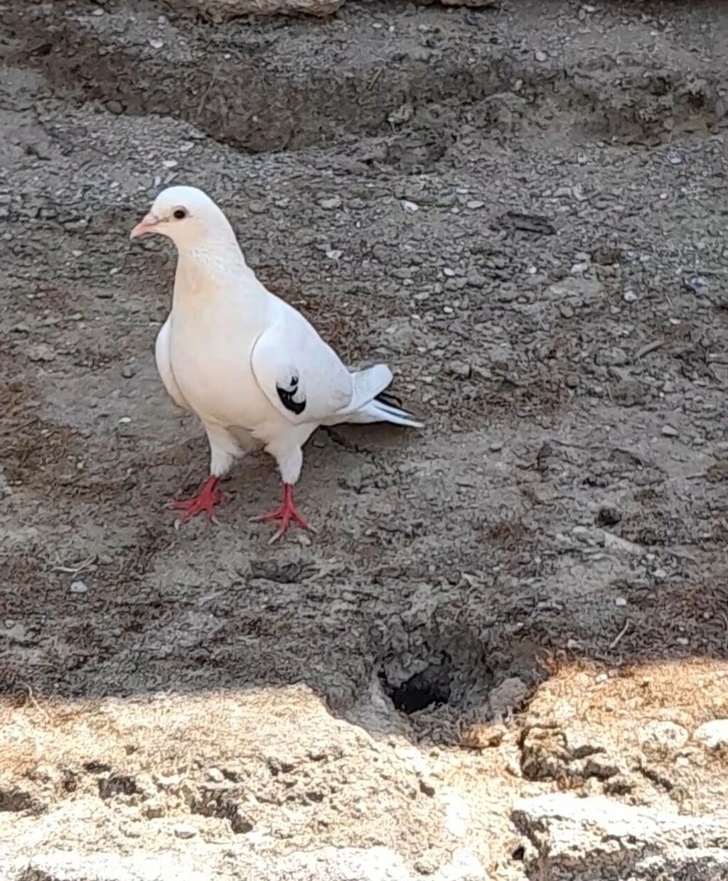 Orta qara quyrug erkey — Quşlar, Bakı (3)