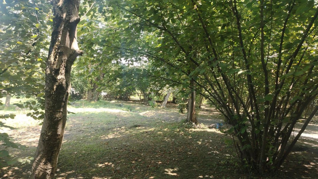 10 sot torpaq sahəsi, Zaqatala ş. — Torpaq, Zaqatala (5)