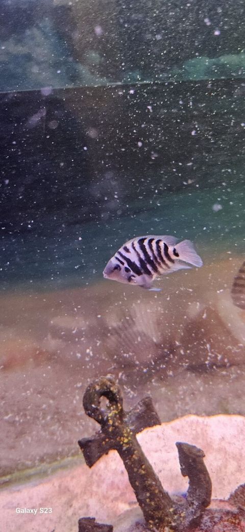 Zebra balığı — Bakı