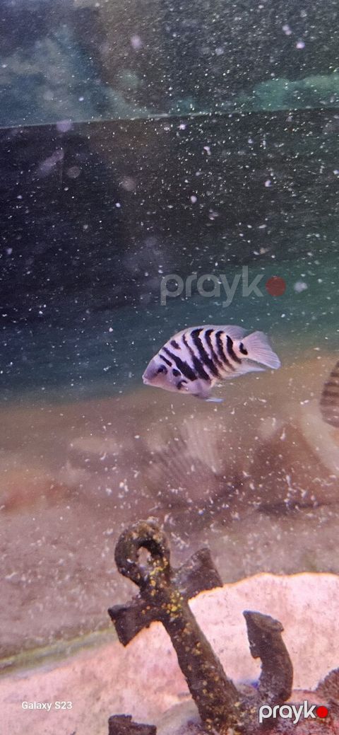Zebra balığı — Bakı