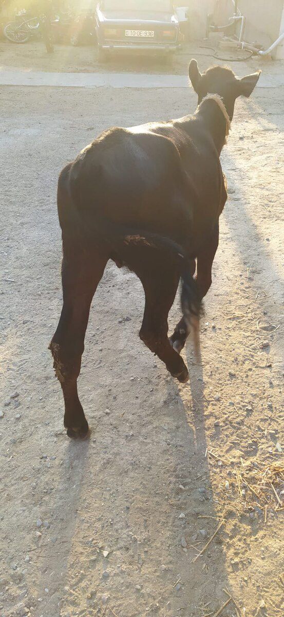 İnək — Heyvanlar, Bakı (7)