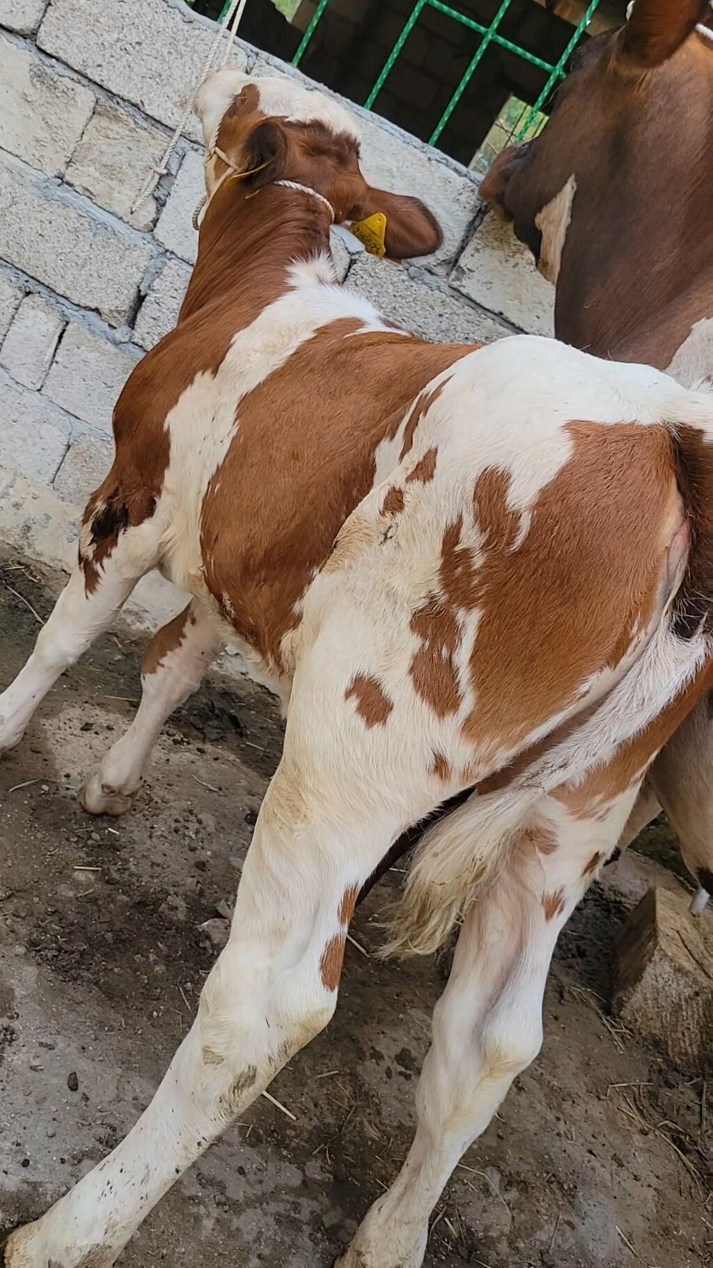 Qırmızı-ağ rəngli inək və yanında bala dana. Şəkillərdə dana anasını — Heyvanlar, Lənkəran (8)