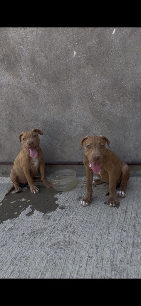 Pitbul, 3 ay, Dişi, Peyvəndli, Ünvandan götürmə