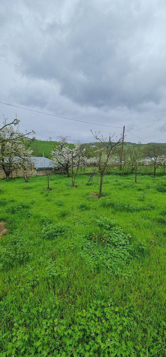 12 sot torpaq sahəsi, Quba r. — Torpaq, Quba (4)