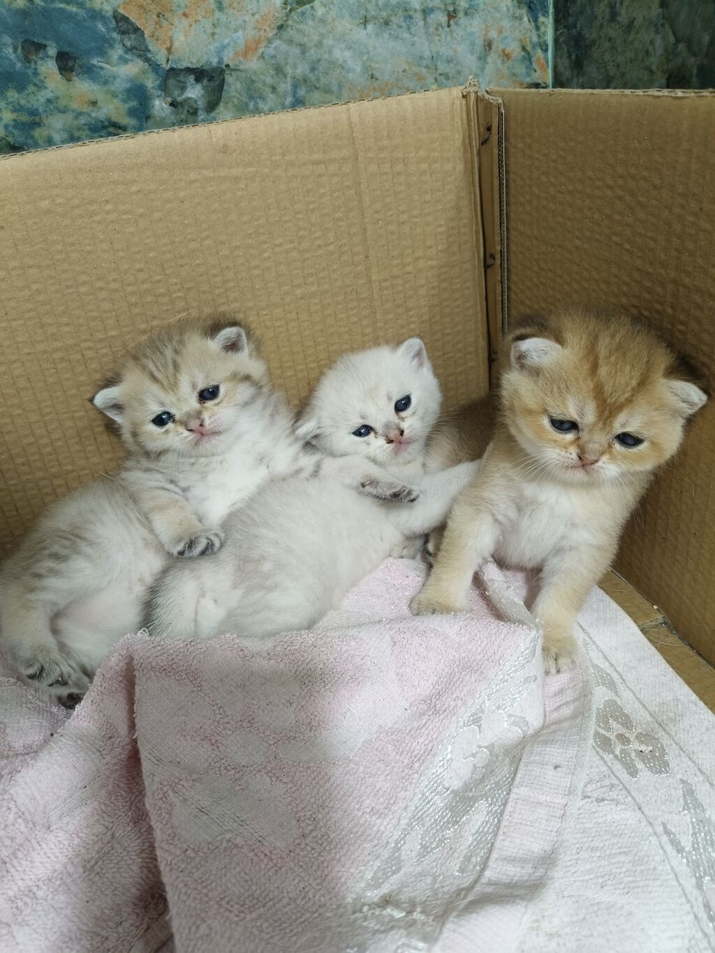 Qızıl şinşilla — Pişiklər, Digah