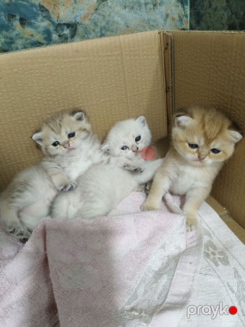 Qızıl şinşilla