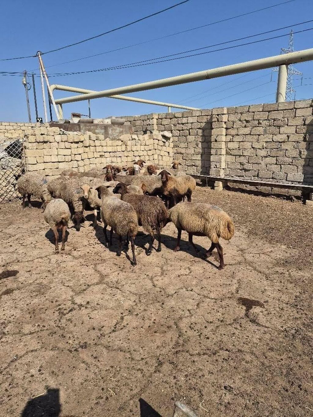 Satlıq qoyun sürüsü. Şəkillərdə bir neçə başdan ibarət sürü görünür — Heyvanlar, Mehdiabad (2)