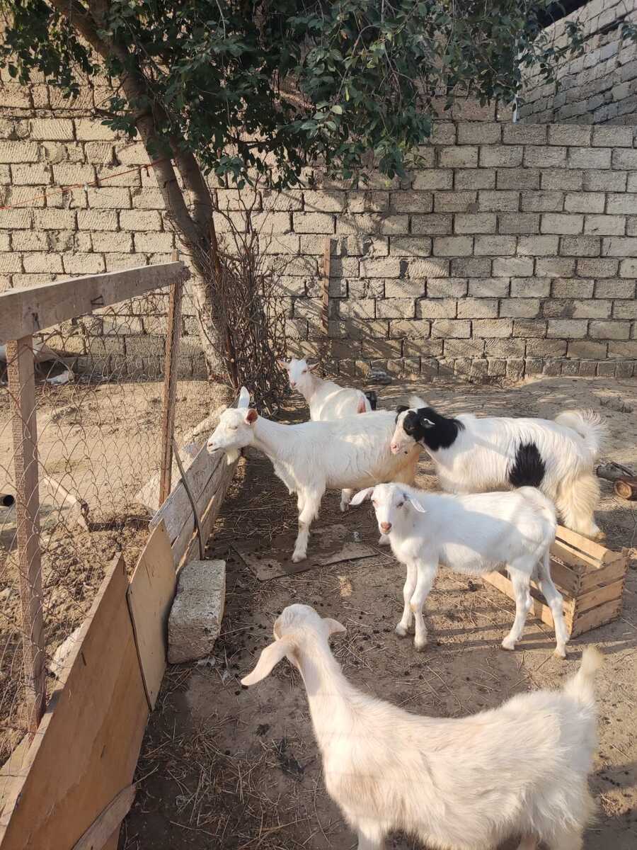 Keçilər — Heyvanlar, Bakı (4)