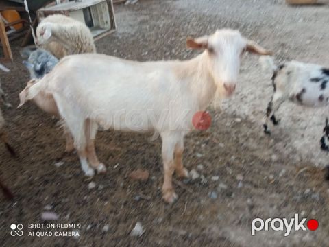 Ana bala Sani cavan heyvadır balası 5aylıqdır erkək diri cəki 26kq