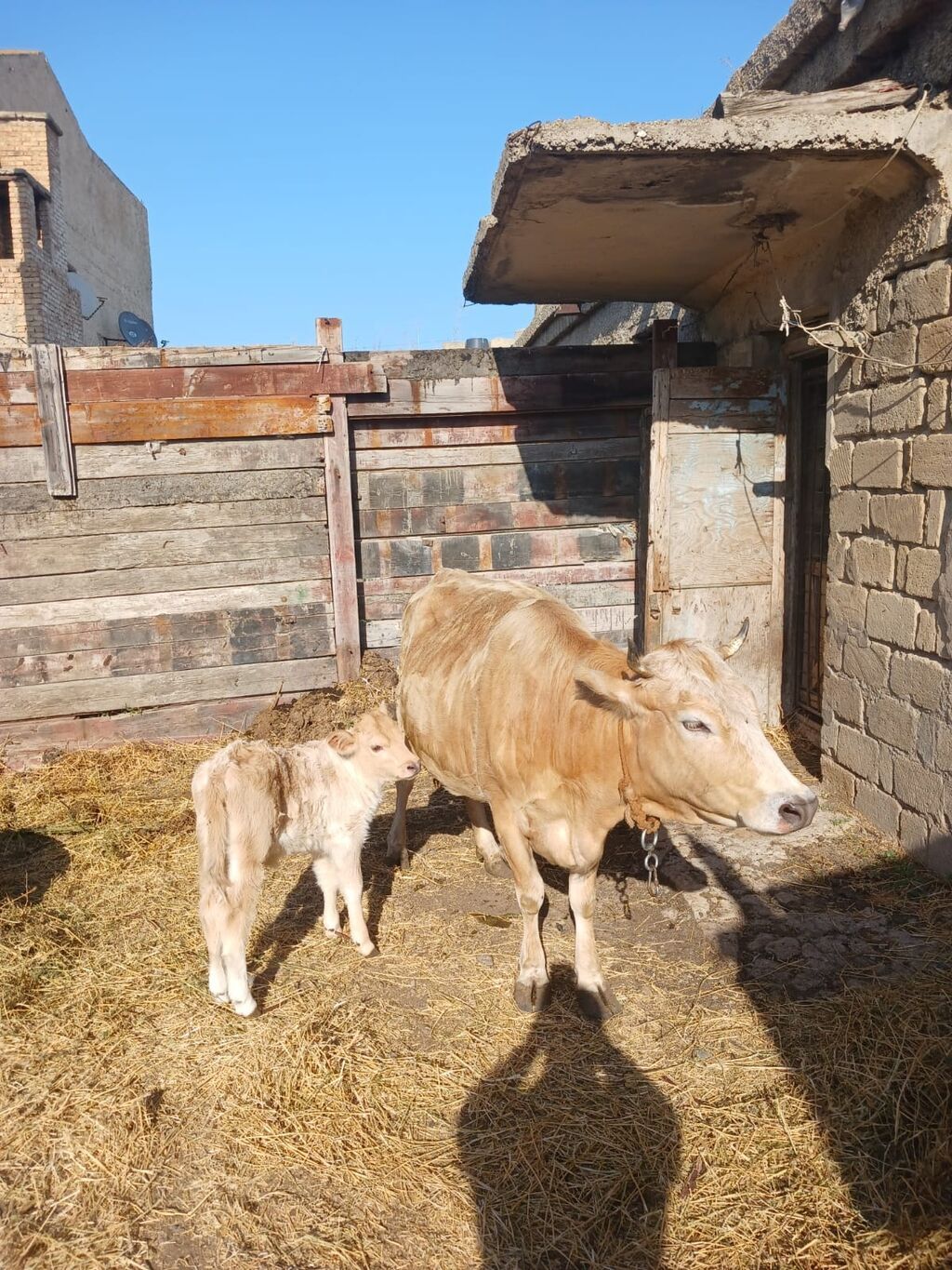 Ana bala iksi birlikdə satılır. 2ci qarınadır. 8 litr süd verir günə — Heyvanlar, Sumqayıt (3)