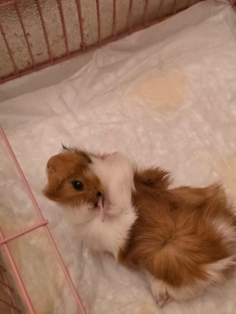Dekorativ dovşan/çinçilla və ya dəniz donuzu kimi xırda gəmiricilər