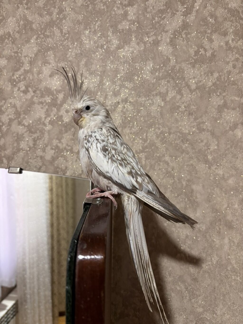 Növ: Nimfa kakadu (Cockatiel) Rəng: Açıq krem-boz, inci naxışlı — Quşlar, Gəncə (2)