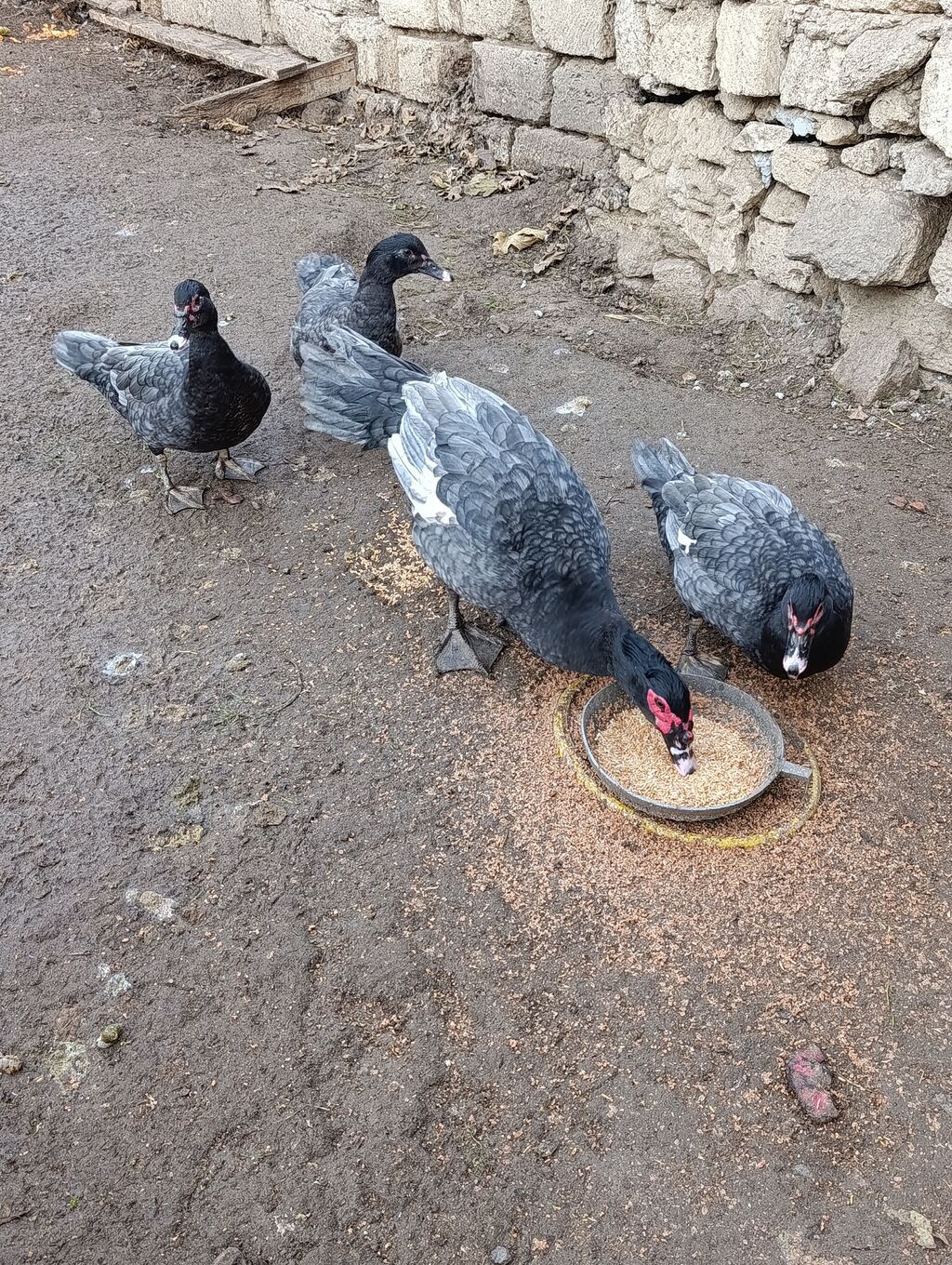 Lal Ordək. Lavanda. Macar. Zümrüd. Balası Satılır. 5 AZN. Sort — Quşlar, Digah (2)