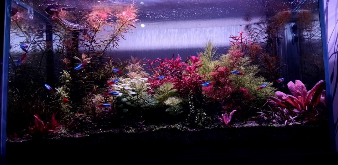 Akvarium — Akvariumlar və balıqlar, Bakı (4)
