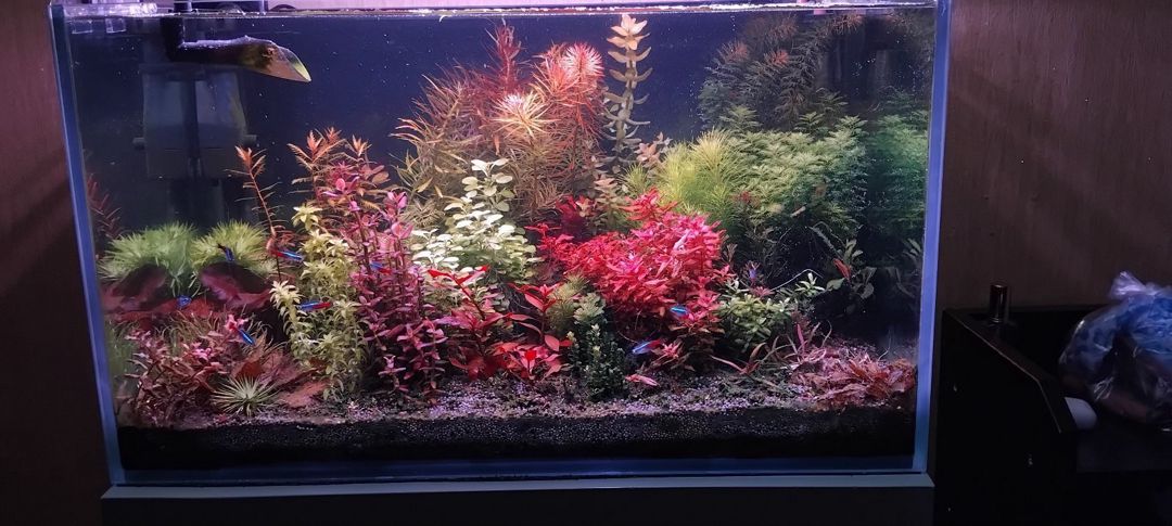 Akvarium — Akvariumlar və balıqlar, Bakı