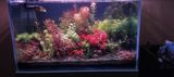 Akvarium — Hayvanlar