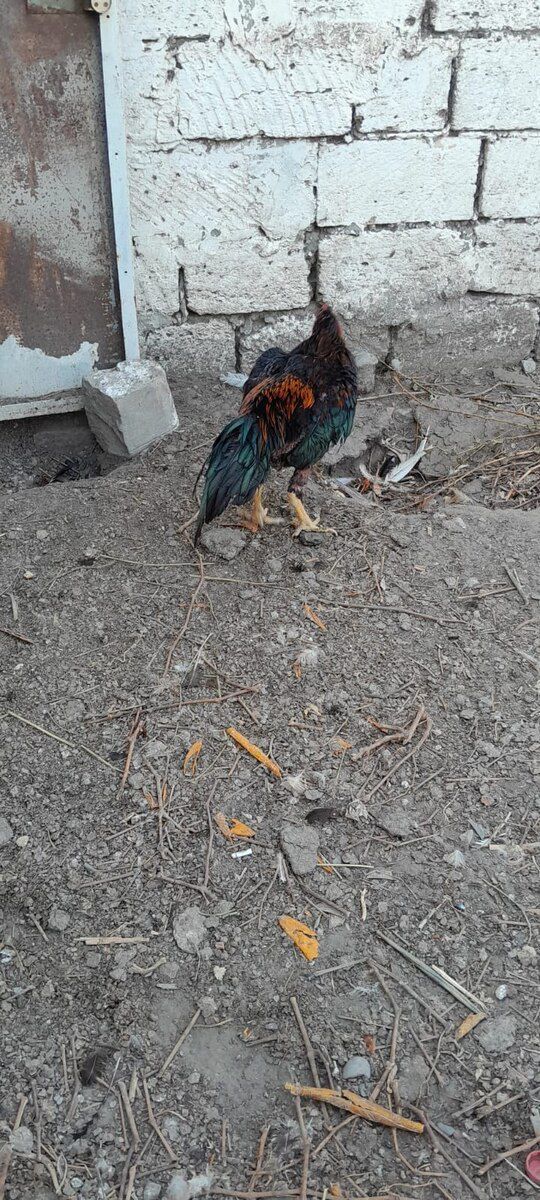 Heyratı xoruzu — Quşlar, Bakı (4)