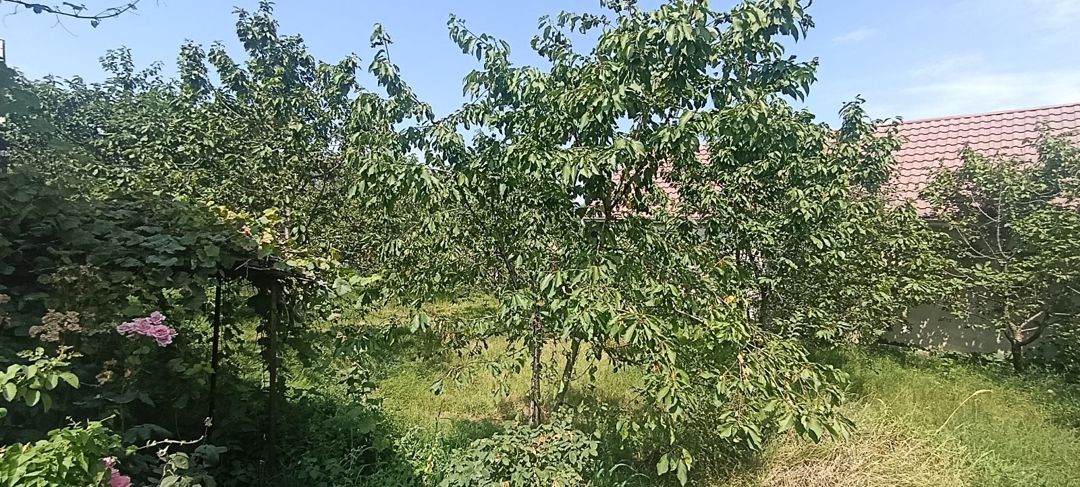 5 sot torpaq sahəsi, Quba r. — Torpaq, Quba (4)