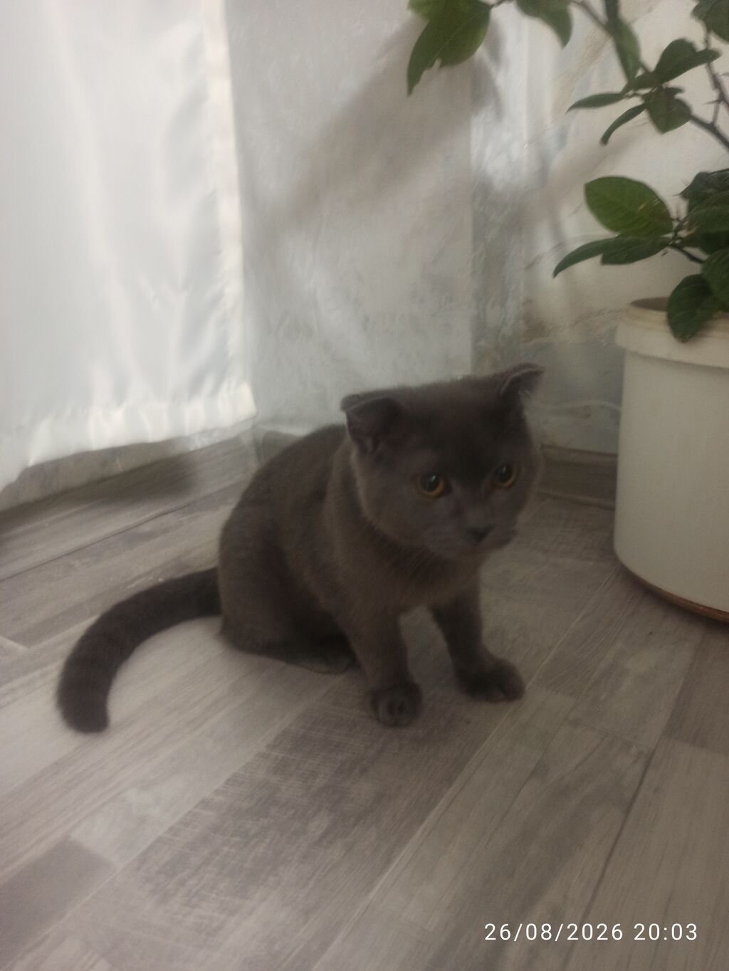 Pişik satılır . Cinsidir . Dışıdır.Qum qabida var . Duşa öyrədilib — Pişiklər, Bakı (2)