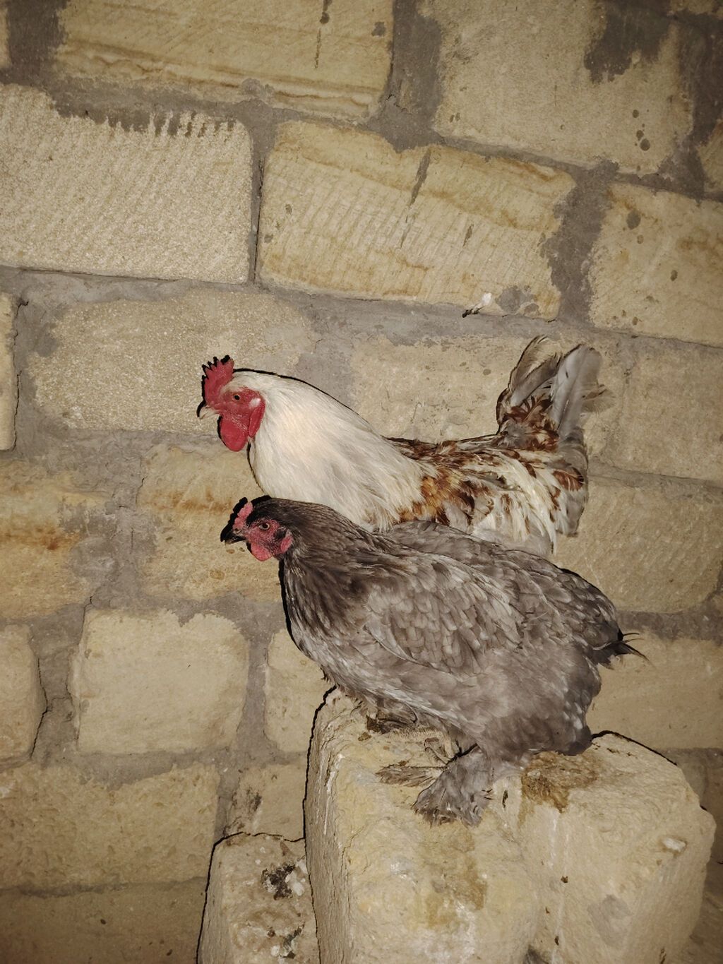 Brama cütü satılır 60 manat xoruz 40 fərə 20 barterde mümkündü fərə — Heyvanlar, Sumqayıt (4)