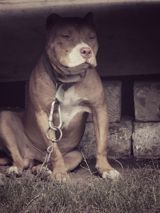 Pitbul, Erkək — Heyvanlar