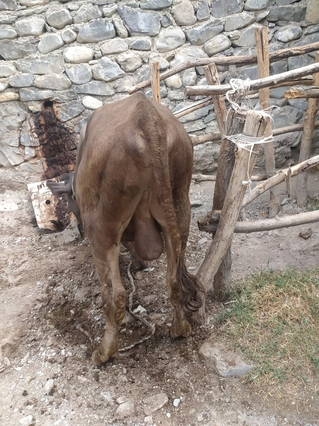 Dana — Heyvanlar, Şəki (3)