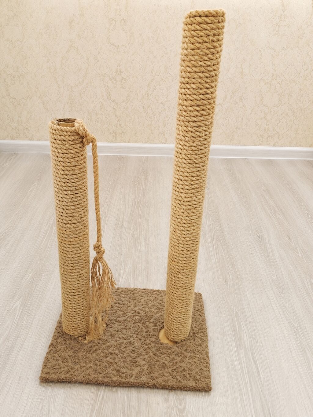 Şinşilla, Erkək, Yaxşı əllərə, Pulsuz çatdırılma — Pişiklər, Digah (7)