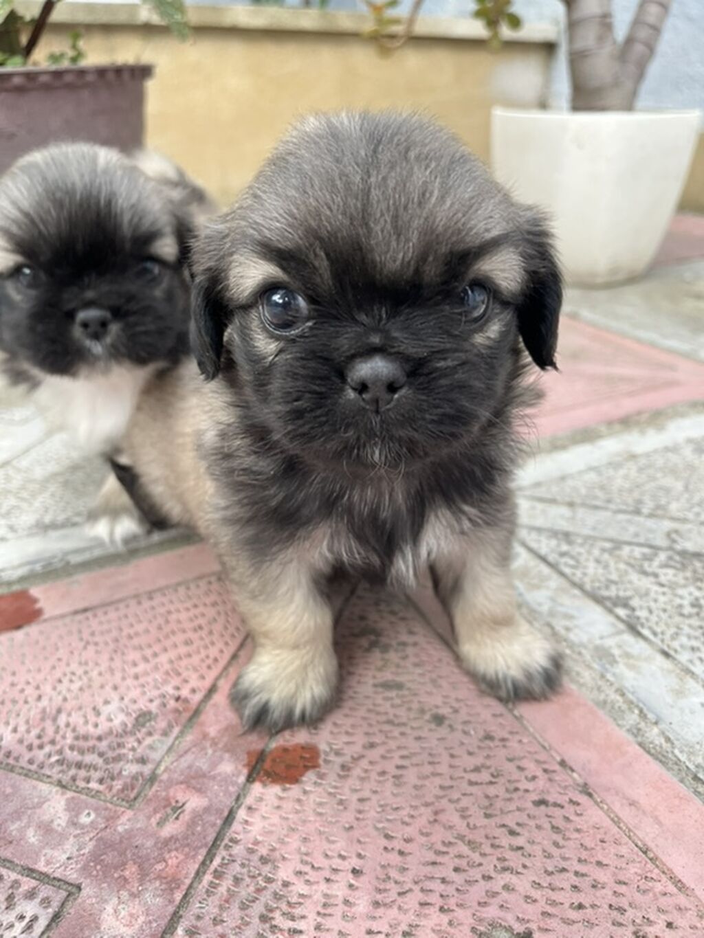 Pekines — Heyvanlar, Xırdalan (6)