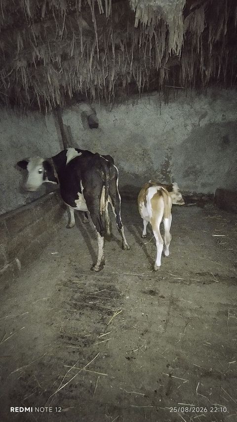 Erkek dananan