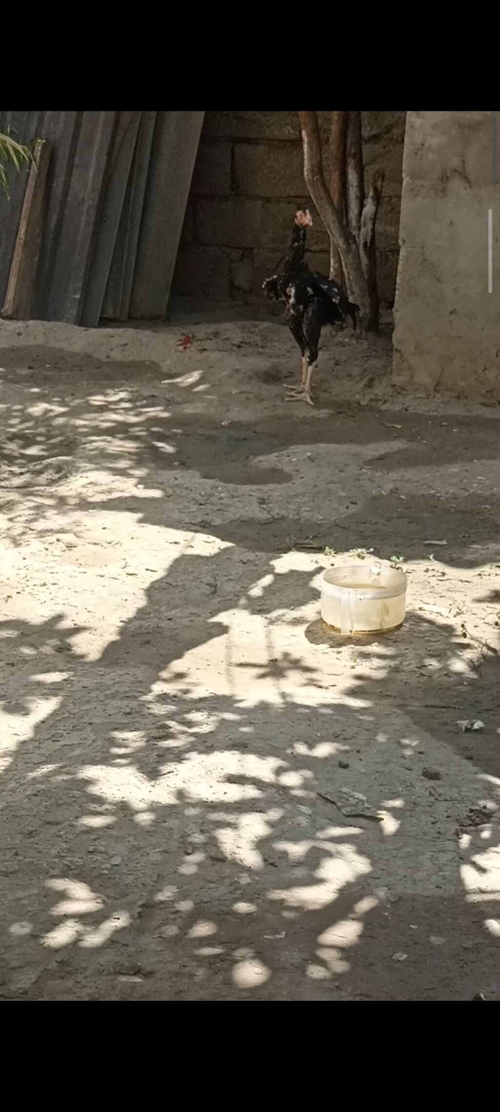 4 ayndad şər yazmaqa Etyac yoxdu Atasnın döyüş vidyosu var - Uzun — Heyvanlar, Digah (4)