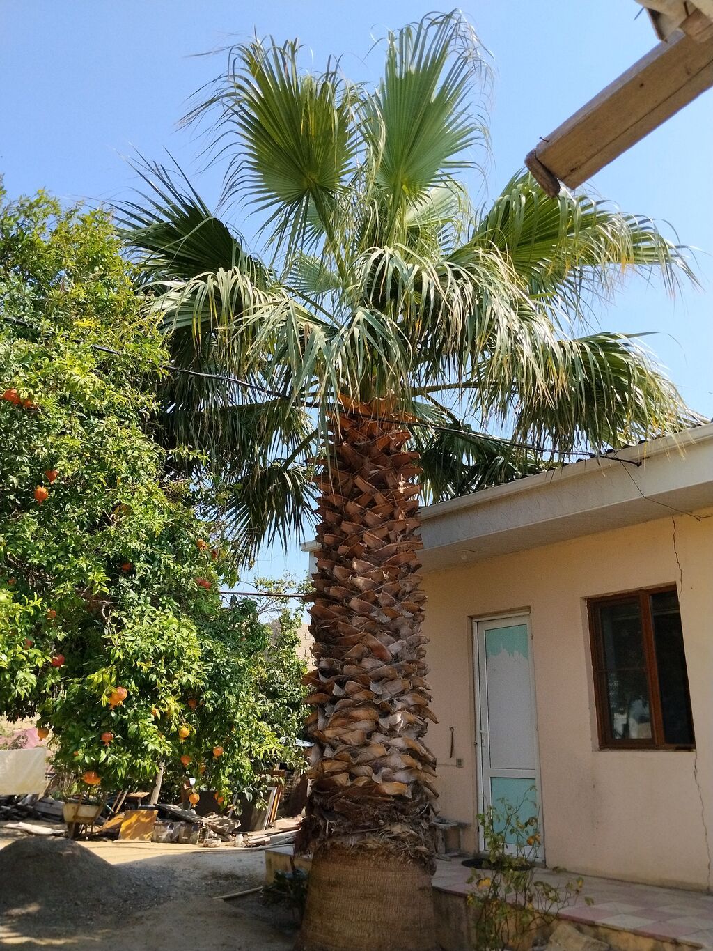 Hündür dekorativ palma ağacı. Bağ, həyət, villa, istirahət zonası — Bitkilər, Digah