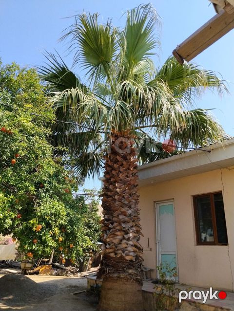 Hündür dekorativ palma ağacı. Bağ, həyət, villa, istirahət zonası