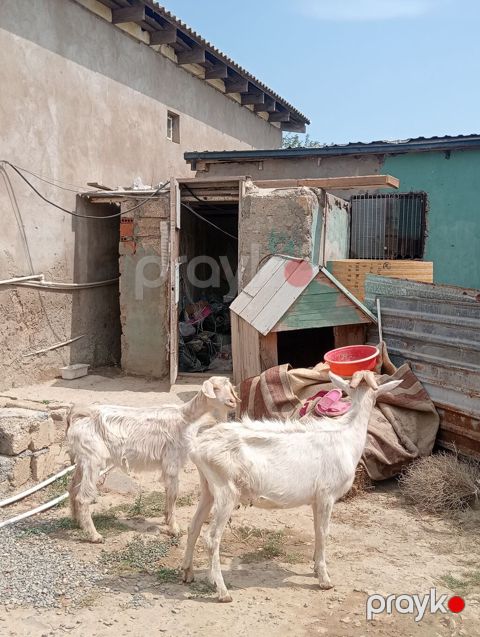 Dişi, Zanen, il: 1, 50 kq, Damazlıq, Pulsuz çatdırılma