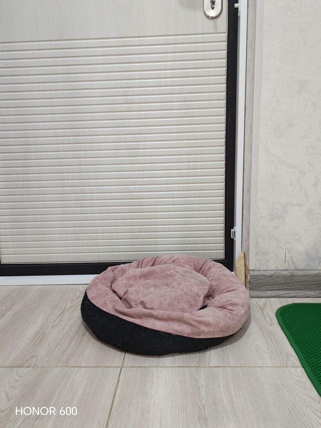 Britan, Erkək, Yaxşı əllərə — Pişiklər, Digah (5)