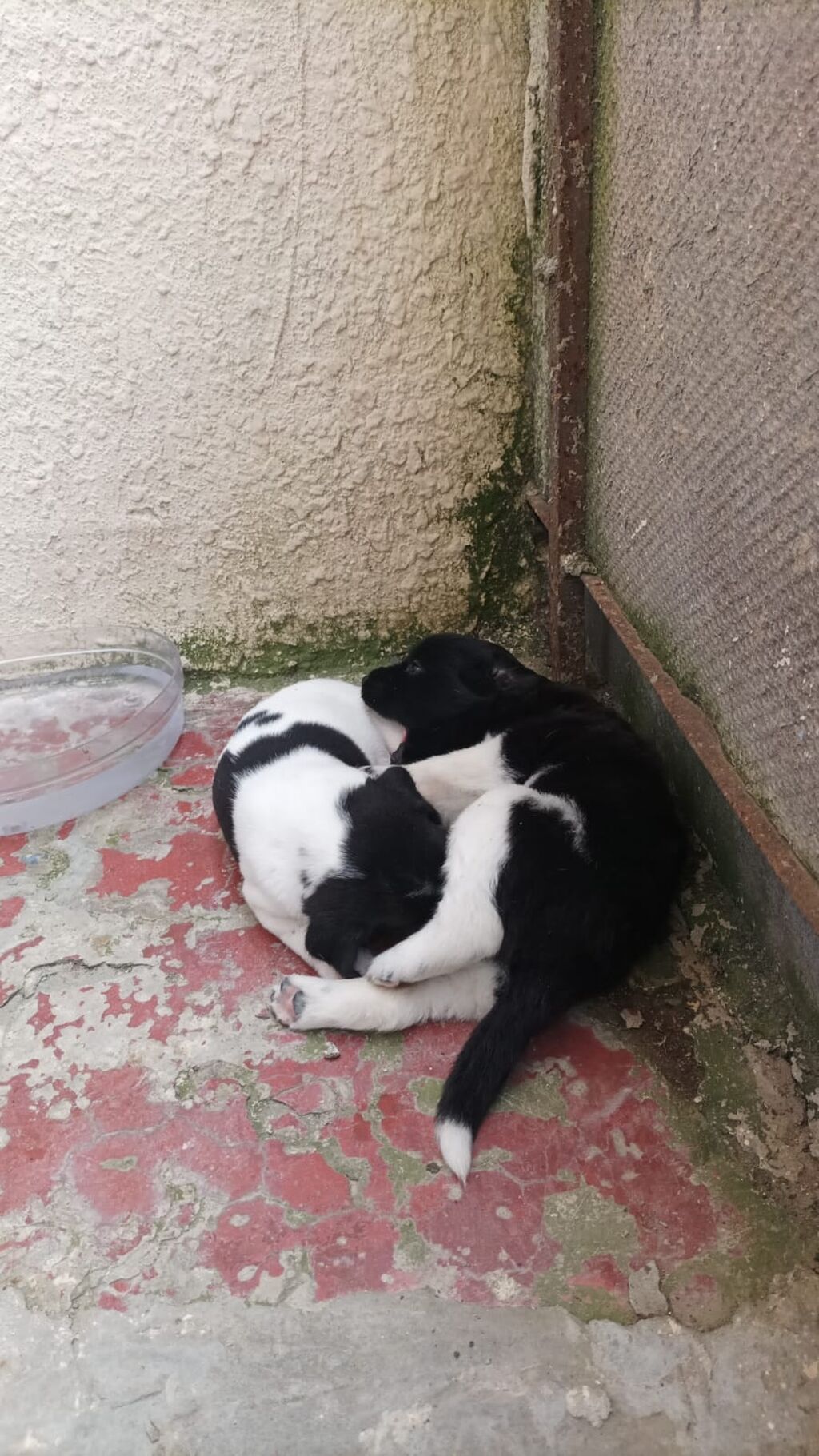 2 eded qalib o biriler satilib 2sidə dişidi yeni qizdi temiz ov iti — Heyvanlar, Bakı (2)