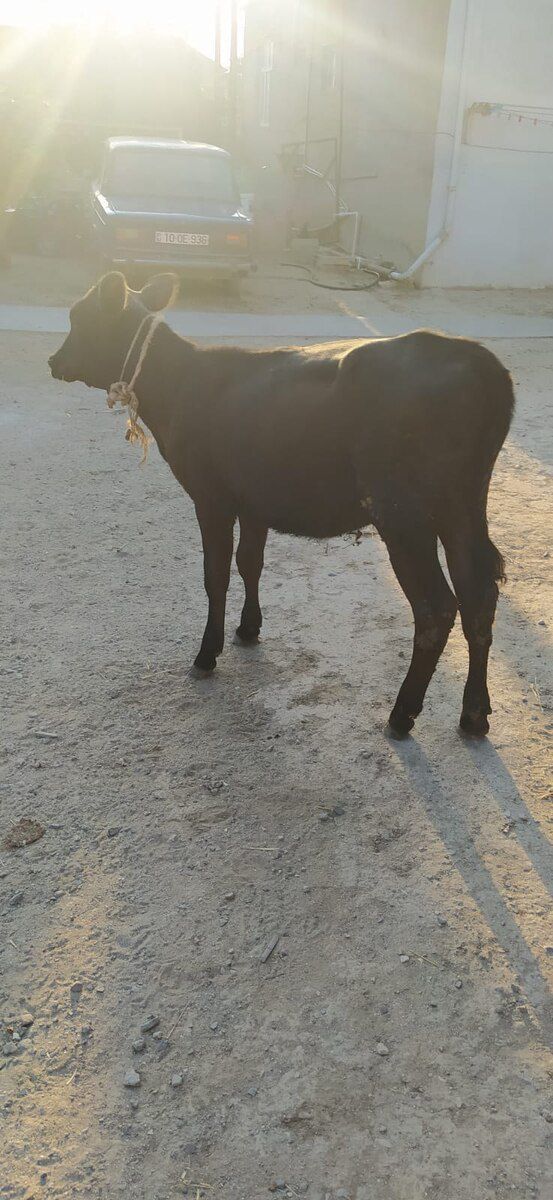 İnək — Heyvanlar, Bakı (2)